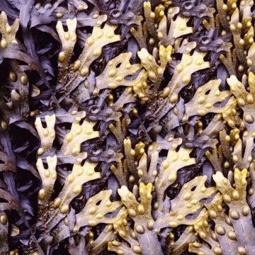 Seaweed Salad Nutrition. Let it be deceiving sea vegetable feb to view full