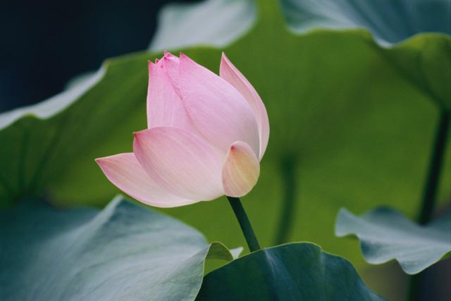 pink_flower_original