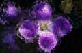 Purple_flower_flower